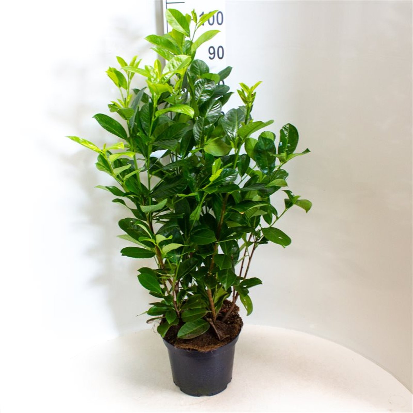 Prunus l. 'Rotundifolia' - C7.5 80-100 CM